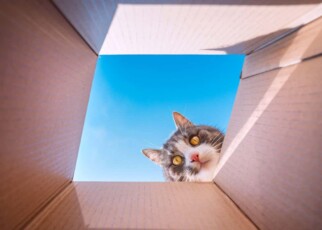 2F7X3ED Funny playful cat looking in cardboard box. Cat loves to play with carton box