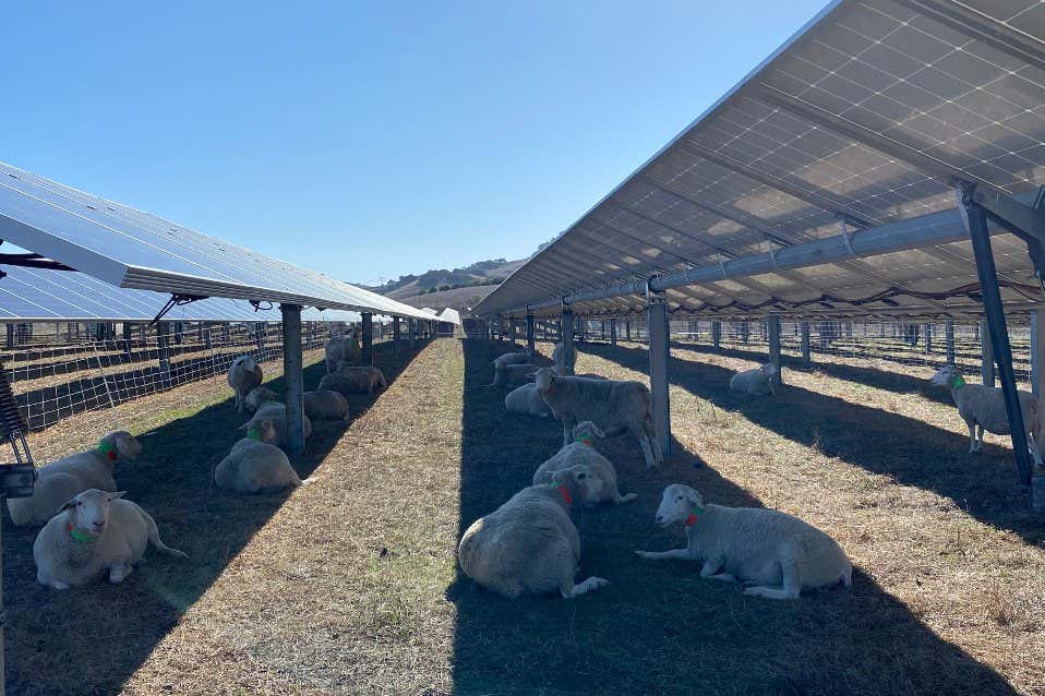 Putting solar panels in grazing fields is good for sheep