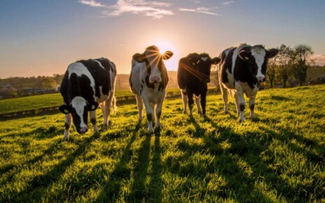 Smart dairy farms are using AI scanners to monitor cows' health
