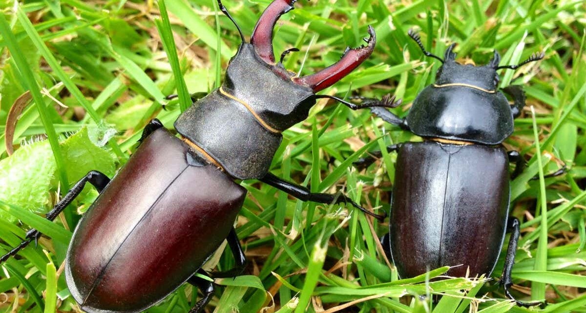Male and female stag beetles.