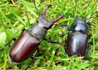Male and female stag beetles.