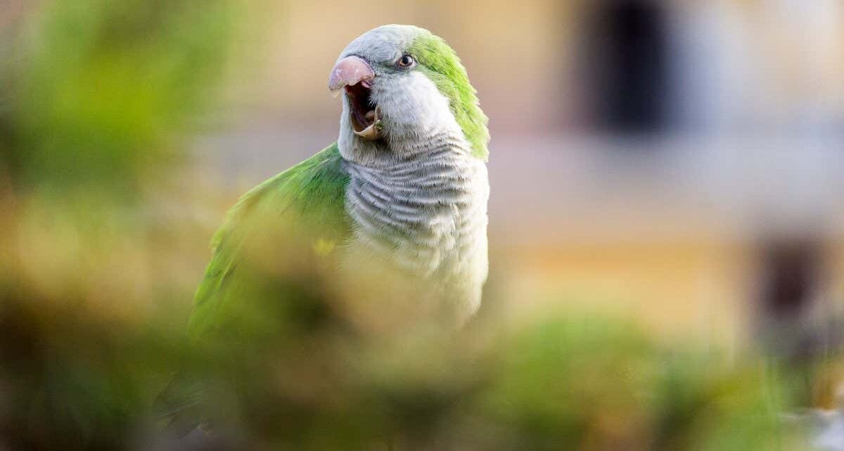 Monk parakeets have unique ‘voices’ that may identify friends and foes