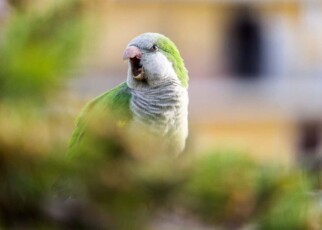 Monk parakeets have unique ‘voices’ that may identify friends and foes