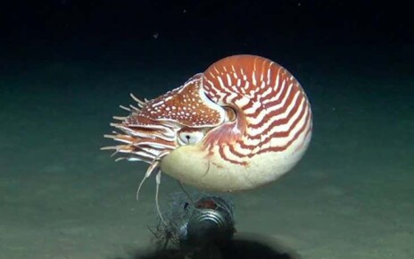 Three nautilus species new to science have been found in the Pacific