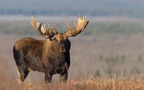 Wildlife corridors: What a meandering moose says about US wildlife protection efforts