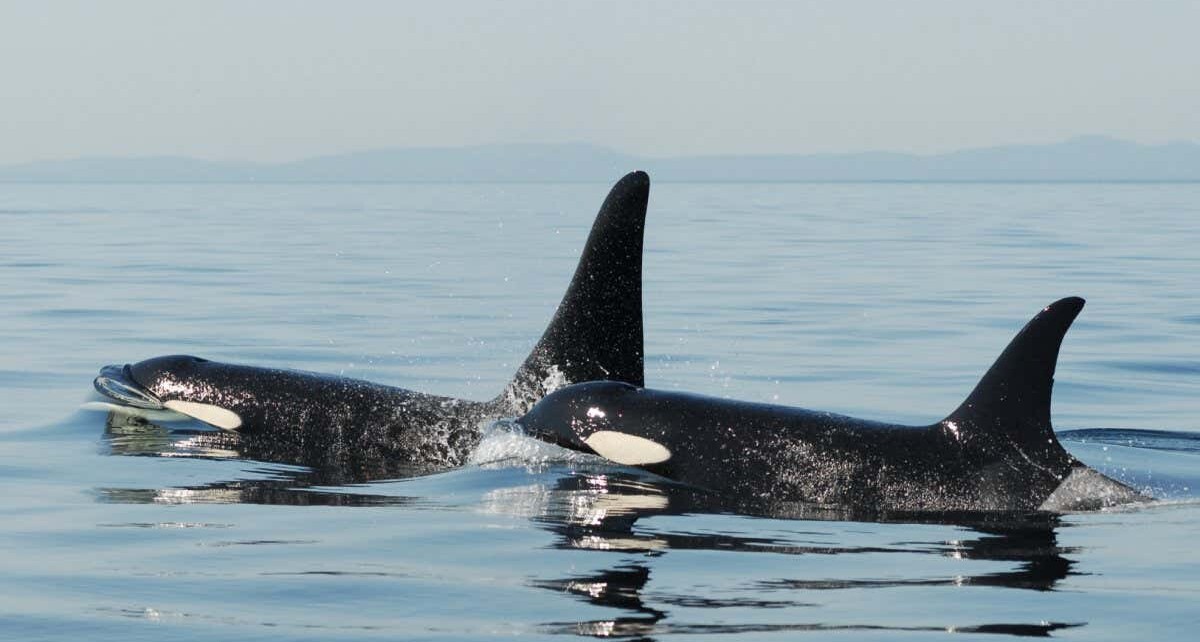 Orca mothers forgo future offspring to care for their full-grown sons