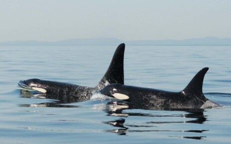 Orca mothers forgo future offspring to care for their full-grown sons