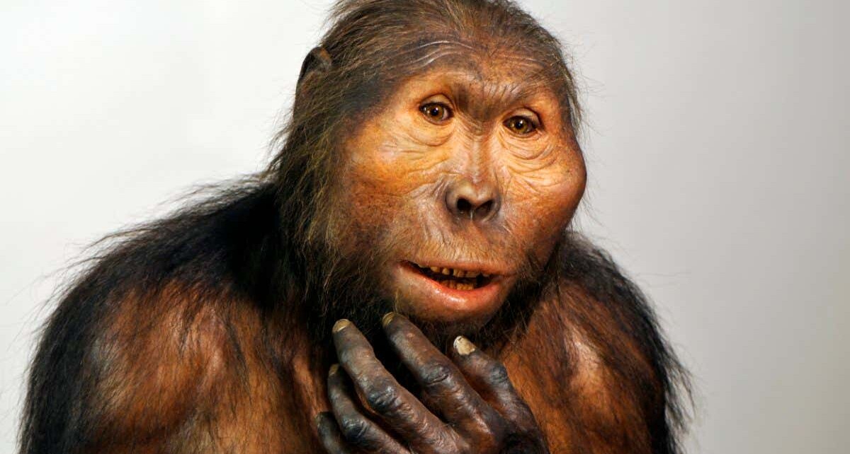 Early hominin Paranthropus may have used Oldowan stone tools