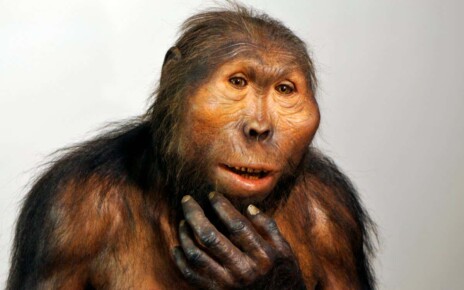 Early hominin Paranthropus may have used Oldowan stone tools