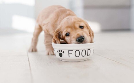 Dogs that eat raw food rather than kibble have better gut health