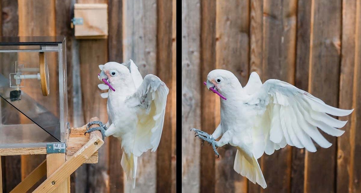 Cockatoos understand when a job requires a toolkit