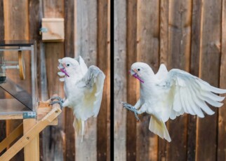 Cockatoos understand when a job requires a toolkit