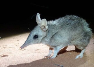 Bandicoots can be trained to flee predators more quickly