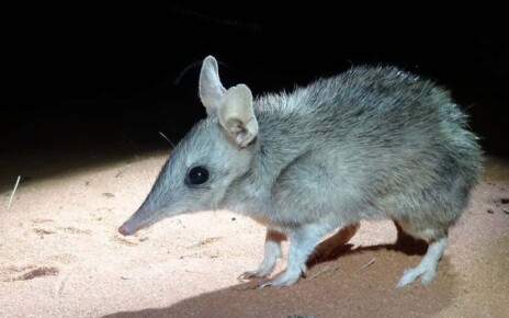 Bandicoots can be trained to flee predators more quickly