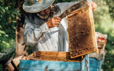 Rise in urban beekeeping may be crowding out native bee species