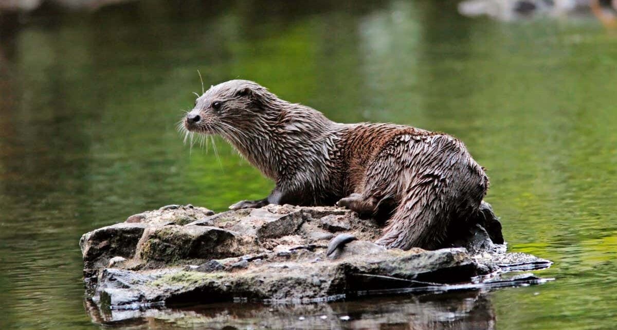 2JKPYAK OTTER on a rock in a river, UK.