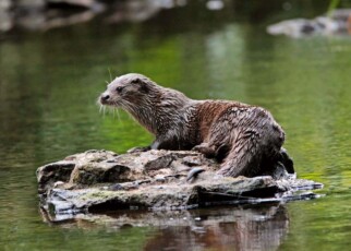 2JKPYAK OTTER on a rock in a river, UK.