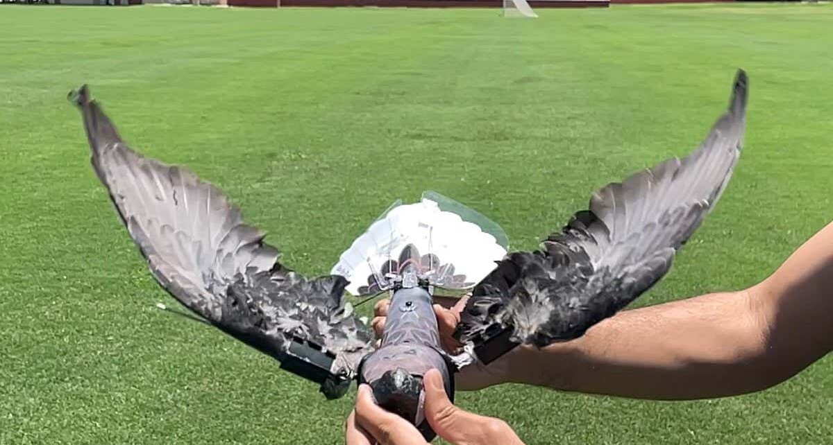Stuffed dead birds made into drones could spy on animals or humans