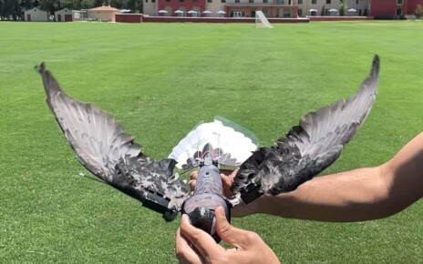 Stuffed dead birds made into drones could spy on animals or humans