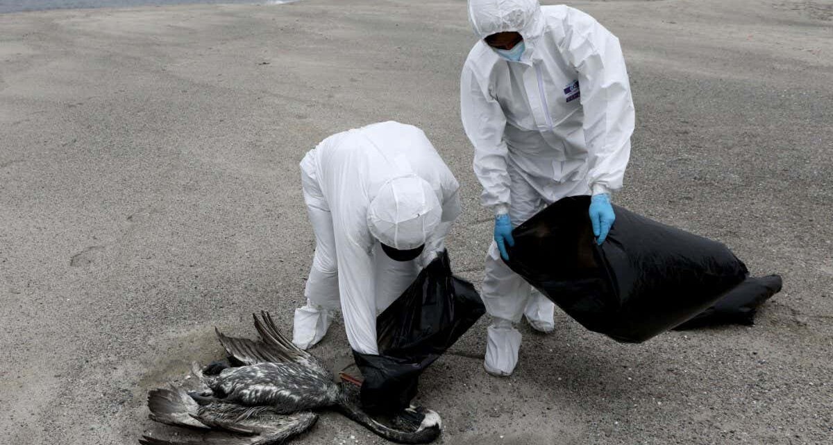 How prepared is the world for a pandemic of bird flu in people?