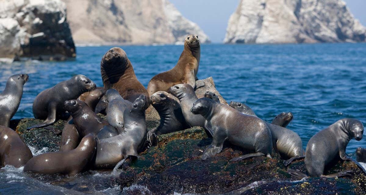 Researchers ‘cannot rule out’ bird flu spreading between sea lions