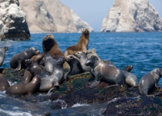Researchers ‘cannot rule out’ bird flu spreading between sea lions