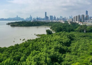 Mangroves near Chinese cities can reduce storm surges by over 2 metres