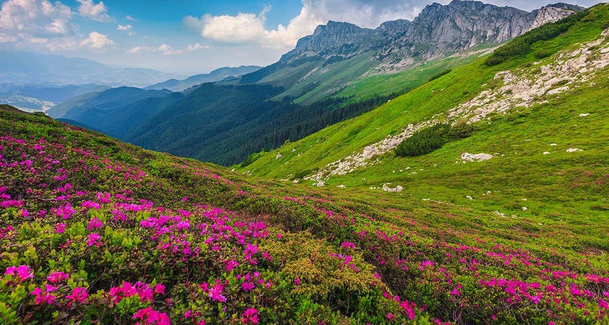 Plants are receding up mountains faster than thought in North America