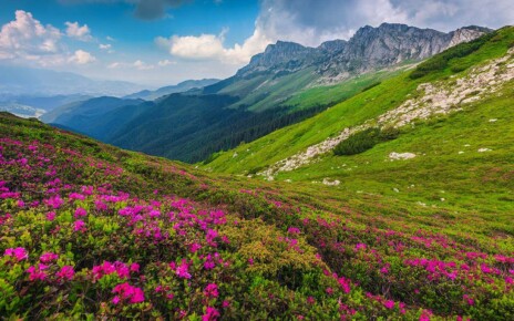 Plants are receding up mountains faster than thought in North America
