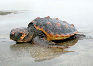 Turtles stranded on UK beaches after storms send them off course