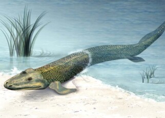 Spine of early crawling fish Tiktaalik was becoming more like a land animal's