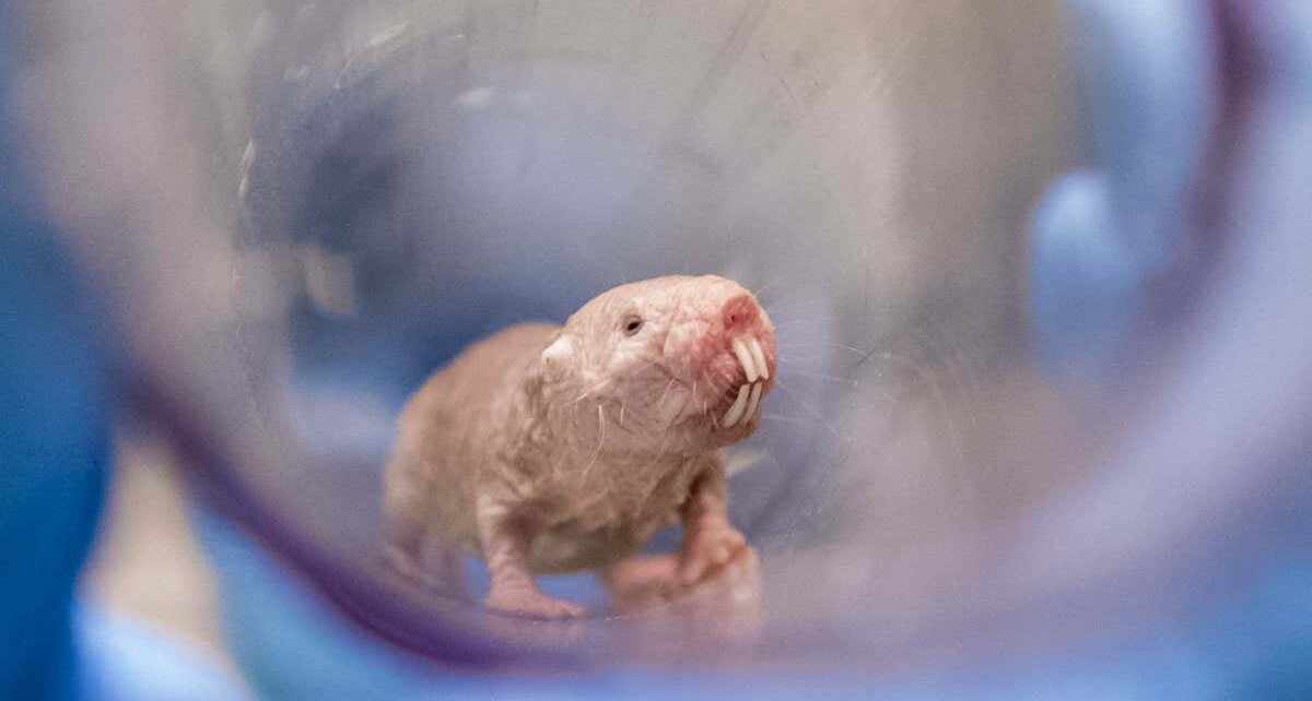 Naked mole rats reveal biological secrets of lifelong fertility