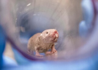 Naked mole rats reveal biological secrets of lifelong fertility