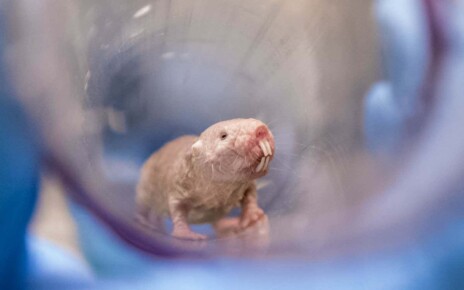 Naked mole rats reveal biological secrets of lifelong fertility