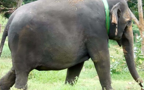 Shock collars could keep elephants out of conflict with humans