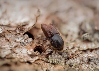 Bark beetles use the smell of fungus to pick the best trees to infest