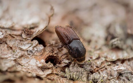 Bark beetles use the smell of fungus to pick the best trees to infest