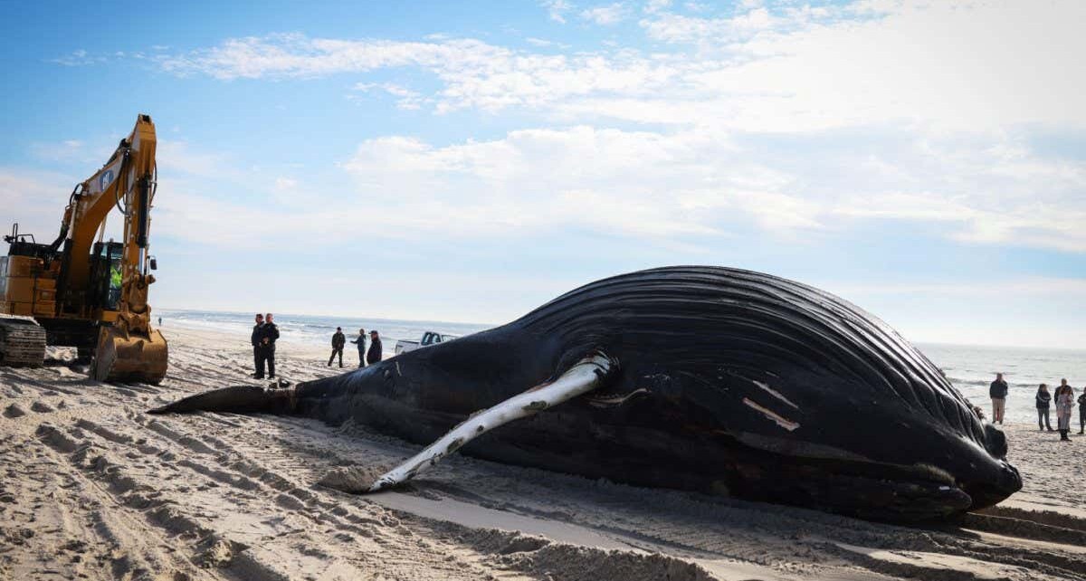 Dead whales: Why are so many whales getting stranded on US beaches?