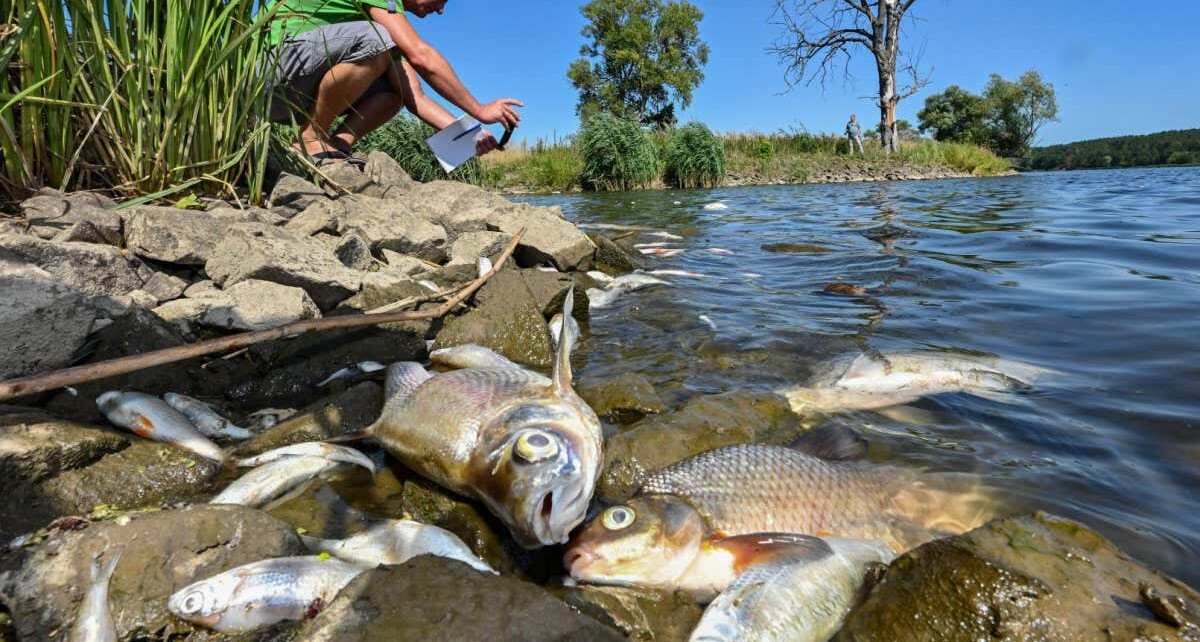 Huge ecological disaster in river Oder last year could repeat in 2023