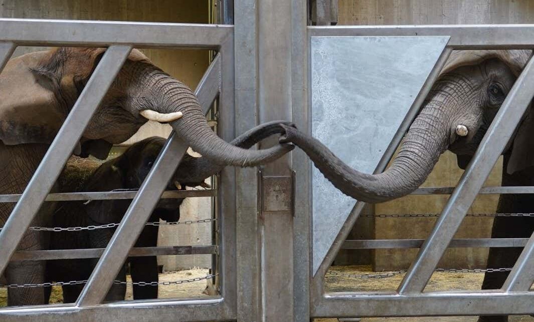 Elephants may remember the smell of a relative's dung for 12 years