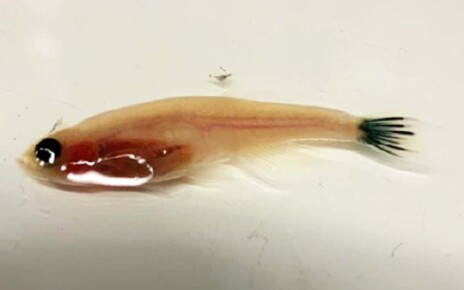 Gel injected into living animals turns into an electrode