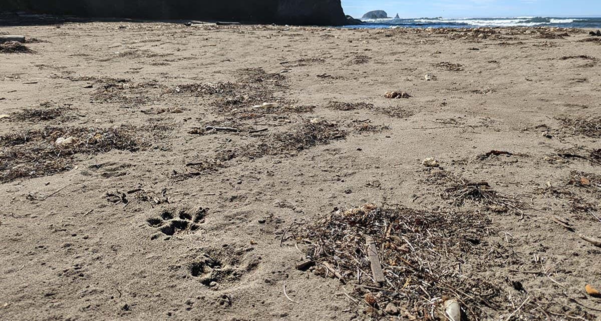 Island-hopping cougars swim kilometres through icy water off US coast