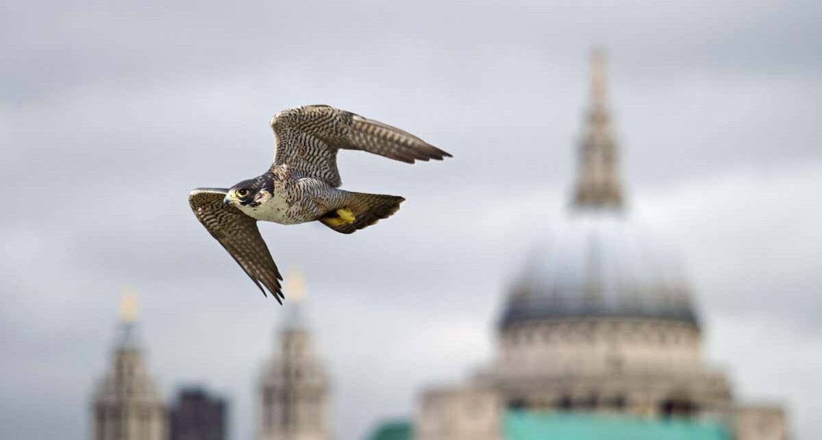 Lockdown forced London's peregrine falcons to eat more parakeets
