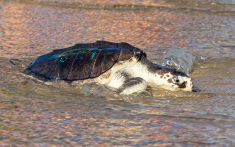 Sea turtle strandings on the US east coast have increased drastically