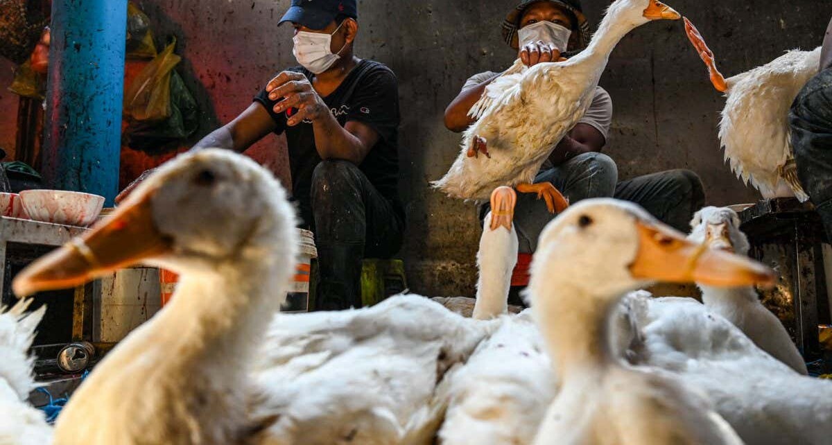 Bird flu death: What will happen next and is there a vaccine?