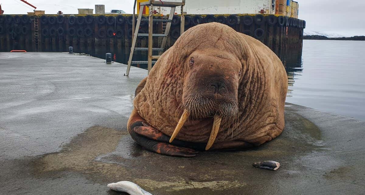 Thor the walrus spotted on Iceland coast following visit to the UK
