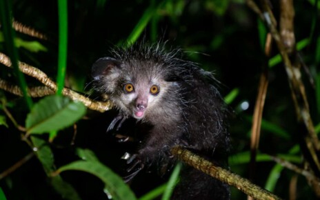 Aye-aye and possums top list of mammals we should focus on saving