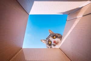 2F7X3ED Funny playful cat looking in cardboard box. Cat loves to play with carton box