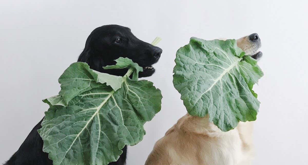 Can dogs and cats be happy and healthy on a vegan diet?