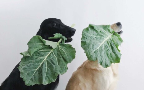 Can dogs and cats be happy and healthy on a vegan diet?